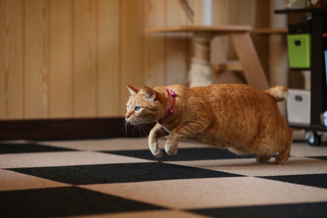 タイルカーペットと猫